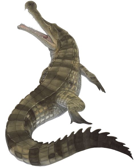 Sarcosuchus (Real World) | VS Battles Wiki | Fandom