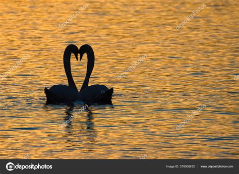 Swan Couple Perform Ritual Mating Dance Sunset Upper Zurich Lake ...