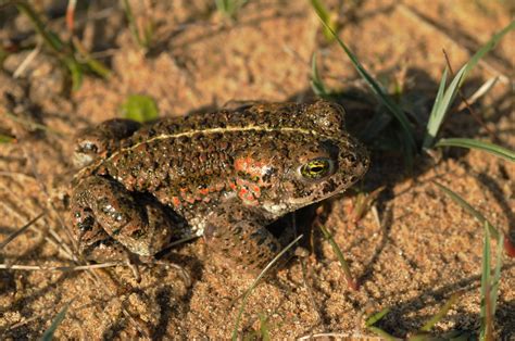 Natterjack Toad - Dynamic Dunescapes