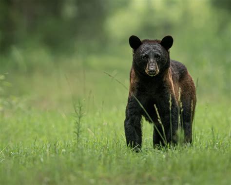 Wildlife Photography Guide to the Great Smoky Mountains - Nature TTL