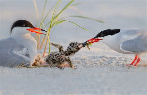 Common Tern | Audubon Field Guide