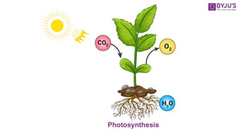 Chemical Reaction in Everyday Life| Photosynthesis | Rusting | Combustion