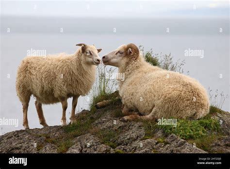 Schaf / Sheep / Ovis Stock Photo - Alamy