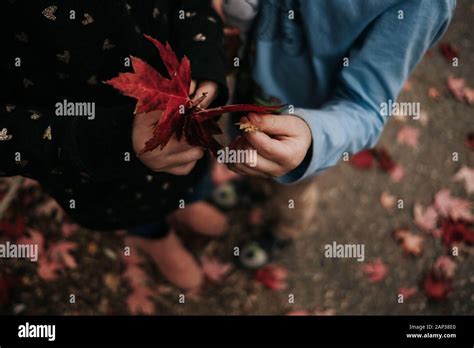 kids playing with leaves on a fall day Stock Photo - Alamy