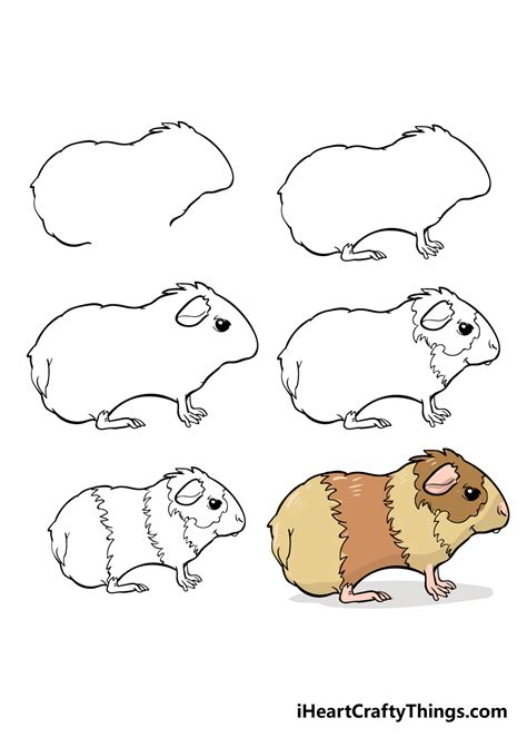 Guinea Pig Drawing - How To Draw A Guinea Pig Step By Step