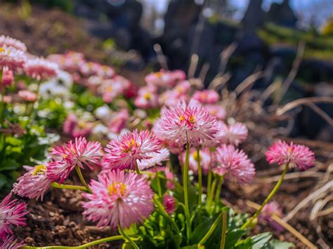 Daisies blooming in spring garden on Behance