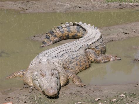 Saltwater or Estuarine Crocodile - Redorbit