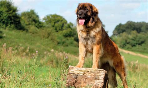 Leonberger: Characteristics, Care & Photos | BeChewy