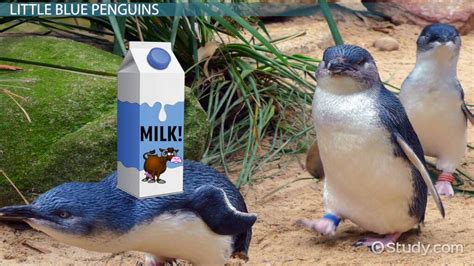 Little Blue Penguin Facts: Lesson for Kids - Lesson | Study.com