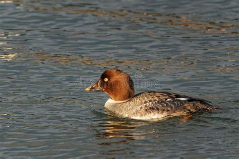 Common Goldeneye Duck Swimming - Bucephala Clangula Stock Image - Image of fauna, habitat: 260085729