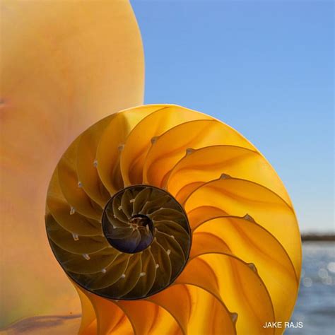 Spiral Nautilus Shell, The beauty of nature inspires. #Nik… | Flickr