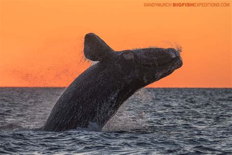 Southern Right Whale Breaching