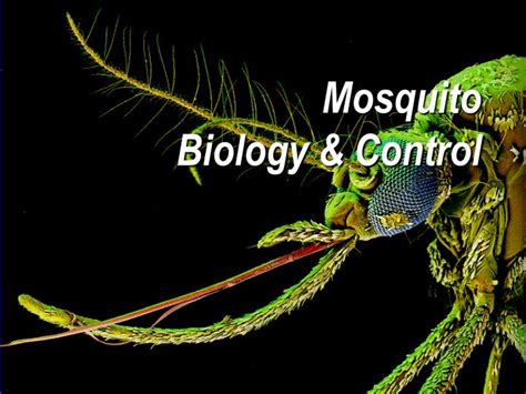 PPT - Mosquito Biology & Control PowerPoint Presentation, free download ...