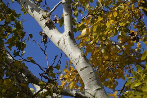 Ten Popular Poplar Trees