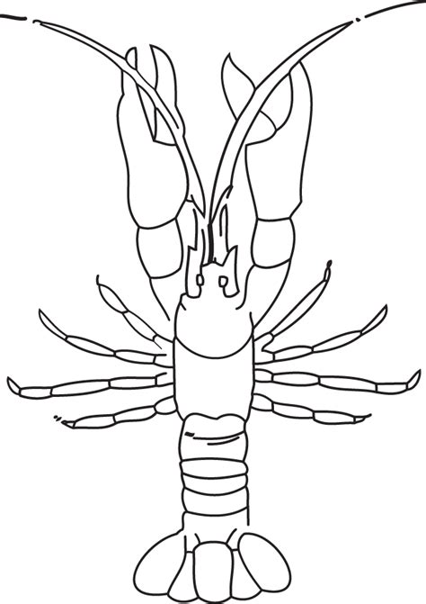 Crayfish (Decapoda) — EcoSpark