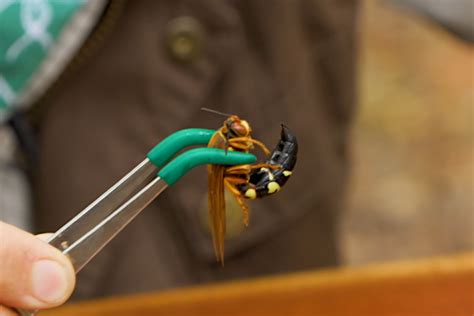 Testing Just How Painful the "Cicada Killer" Wasp's Sting is on Humans ...