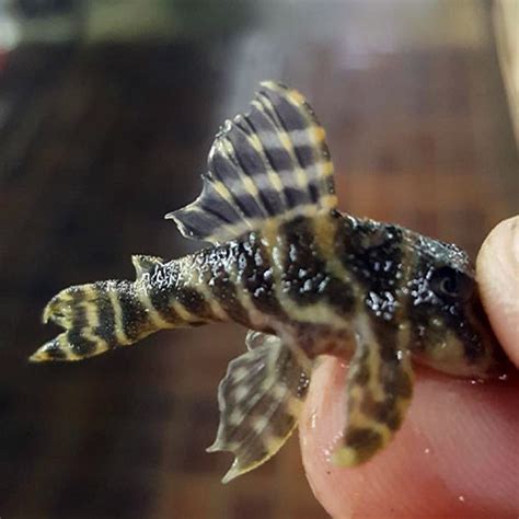 Columbian Zebra Plecos by Wattley Discus