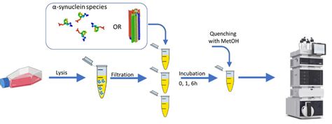 Sample preparation scheme for LC-MS metabolomic analysis. Neuronal cell ...