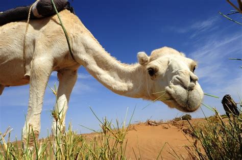 Camel in the Desert – Green Prophet | Impact News for the Middle East