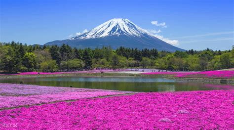 2017 Mt. Fuji Shibazakura Festival Tokyo Day Trip