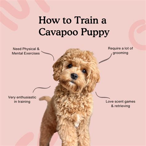 8-Week Guide on Training a Cavapoo Puppy — Zigzag