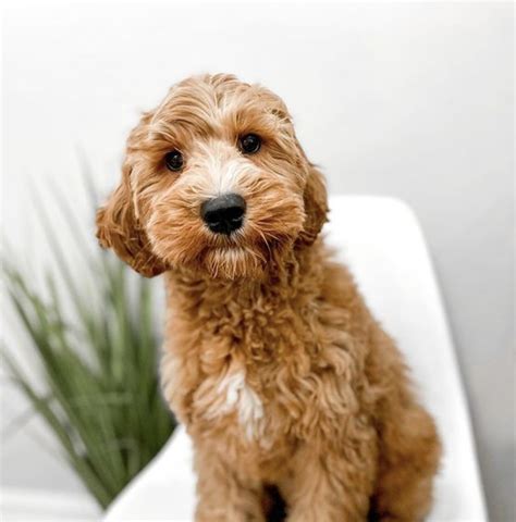 Mini Goldendoodle Full Grown: Adult Size & Age Fully Grown