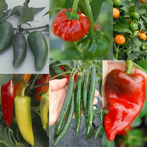 A collection of veg-type chillies. Buy your seed here - Sea Spring Seeds