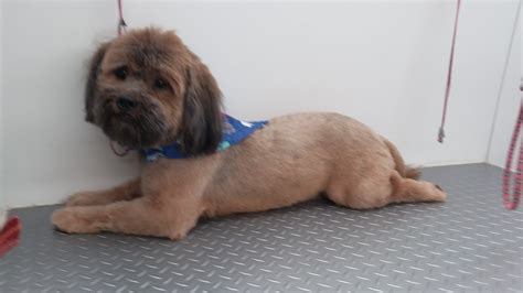 Go Groomer, LLC » Establishment in Weston FL