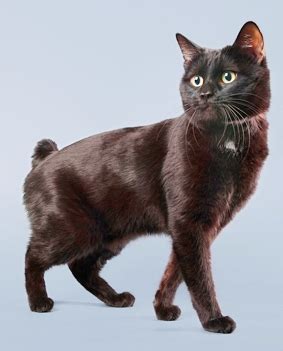 Beautiful Black Manx Cat Breeds - Cat Lovest