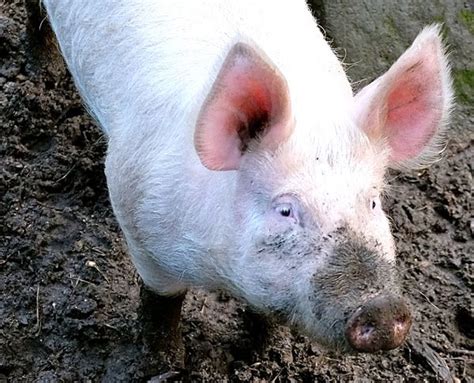 Large White Pig (Yorkshire): History, Characteristics & Facts | Large ...