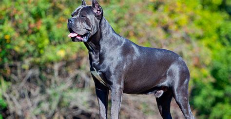 Cane Corso Breed Guide (Lifespan, Size & Characteristics)