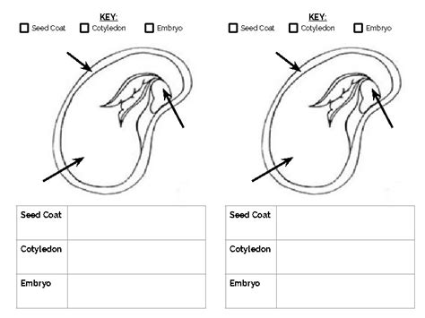 Lima Bean Dissection Sheet by The Peanuts Classroom | TpT