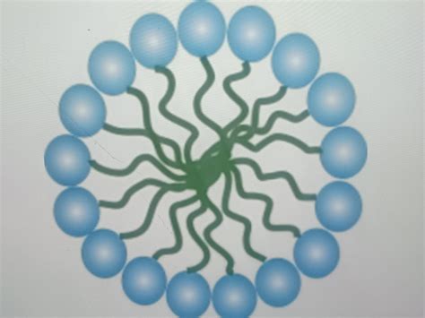 please draw the correct structure of the micelle that would be formed ifyou dissolve soap in a ...