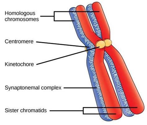 Dissolution of synaptonemal complex takes place during………………stage of ...