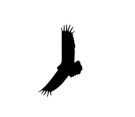 Buzzard Silhouette at GetDrawings | Free download