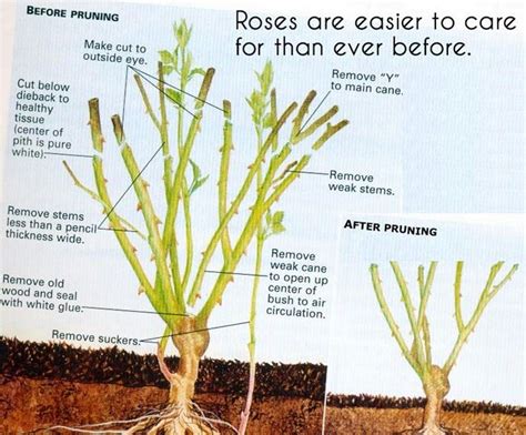 When To Trim Rose Bushes In Arizona Learn When To Trim Roses In Arizona | Hutomo