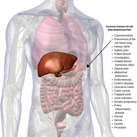 Stomach Pain Left Side Abdomen | Images and Photos finder