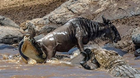 In A Split Second The Wildebeest Became A Meal For The Crocodiles - YouTube