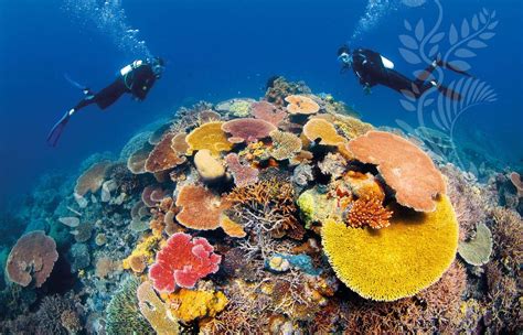 The great barrier reef - unique and physical enviroments in australia