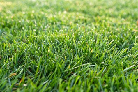 Fescue Grass for Lawns [The Ultimate Guide] | Lawn Chick