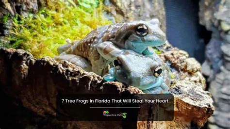 7 Tree Frogs In Florida That Will Steal Your Heart