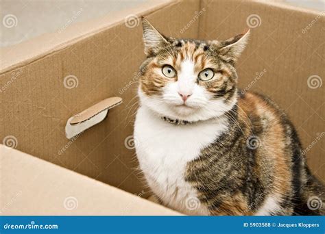 Curious cat sitting in box stock photo. Image of curiosity - 5903588