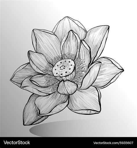 Lotus Flower Pictures Drawings | Best Flower Site