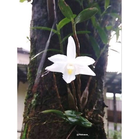 Anggrek Murah di Soe