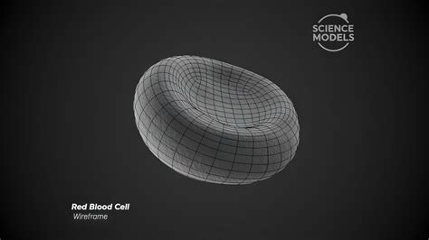 Red Blood Cell free 3D model | CGTrader