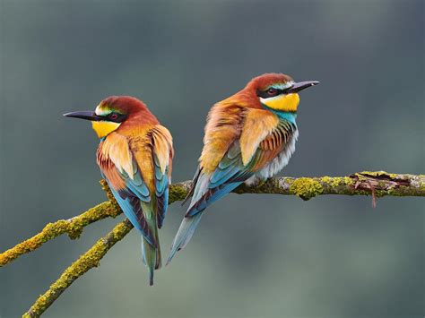 European Bee Eater Bird Facts (Merops apiaster) | Birdfact