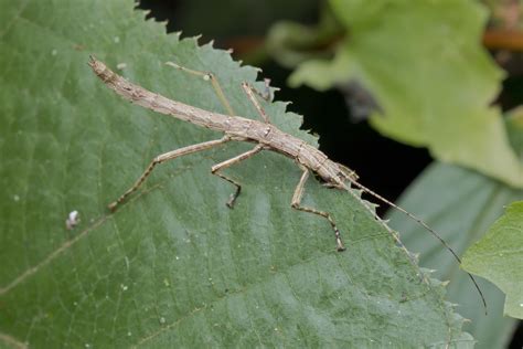 Should You Keep a Stick Insect as a Pet?