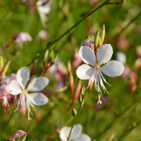 Gaura Plant for Sale | Beautify Your Garden Today! — Kadiyam Nursery