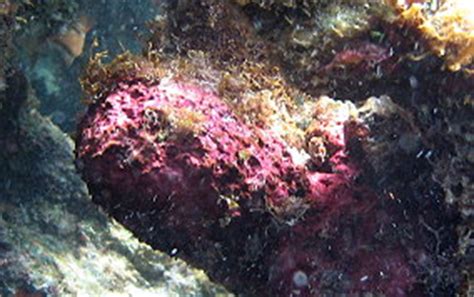 Crustose Coralline Algae - Phylum:Rhodophyta. - USVI Caribbean