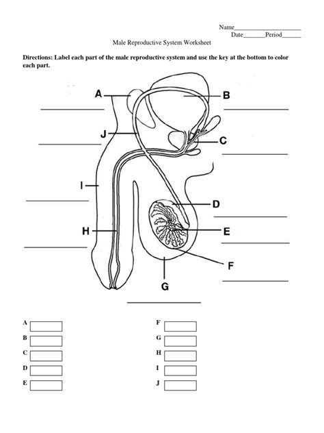 Directions: Label each part of the male reproductive system and use the key at the bottom to ...